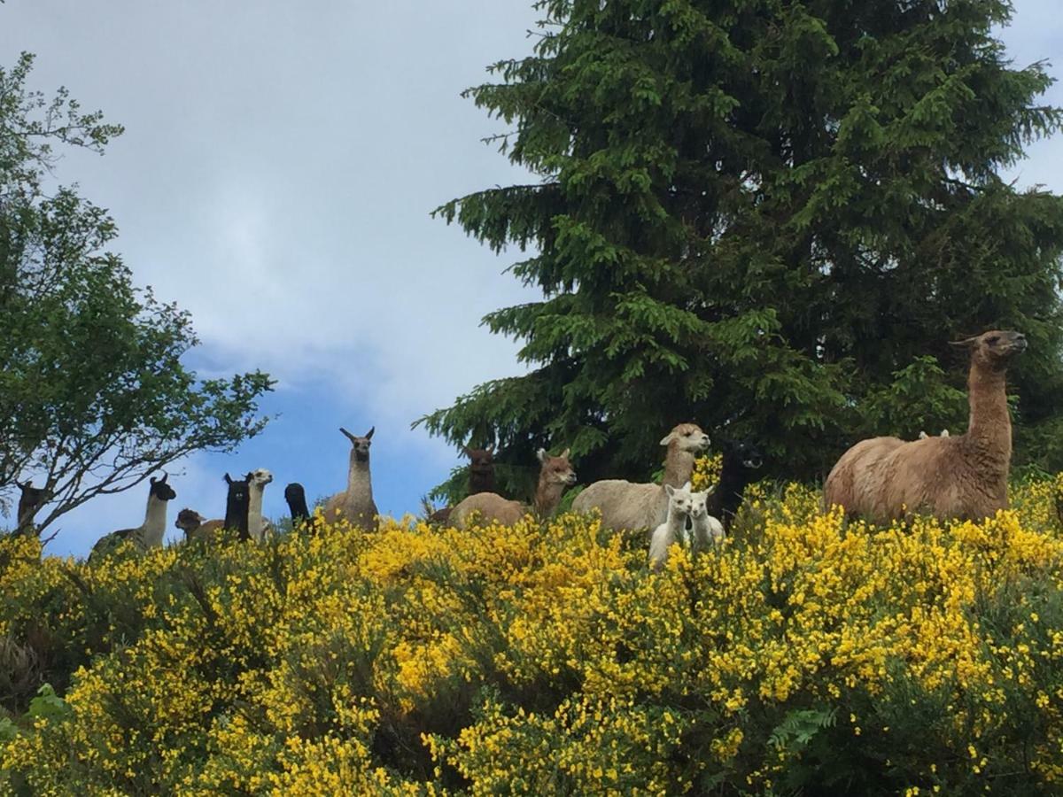 Chalet Les Bouleaux, La Montagne Des Lamas La Bresse Kültér fotó